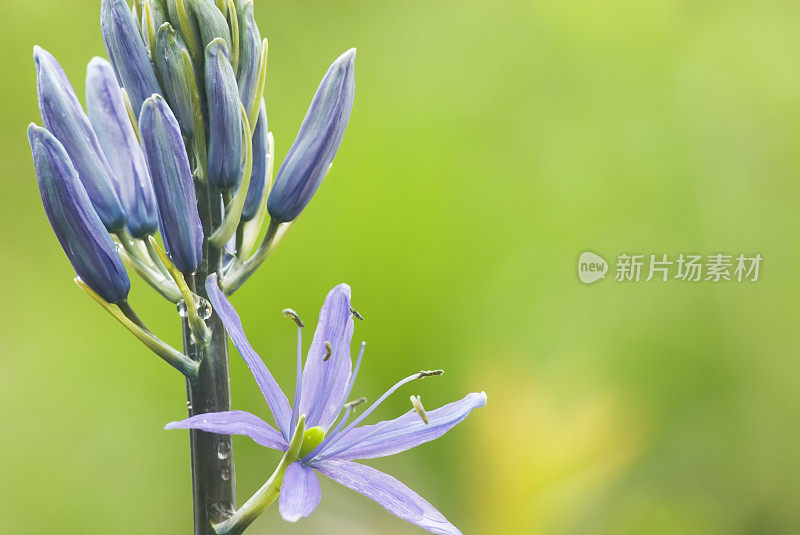 Camassia (Quamash)花特写- II